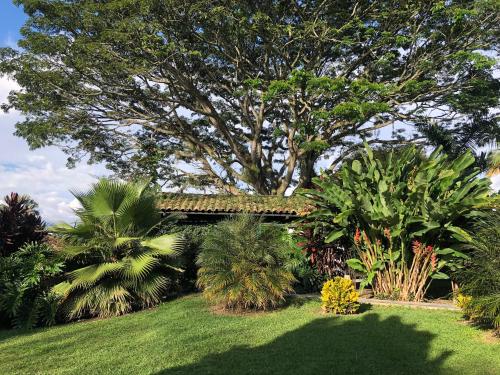 a garden with a large tree and some plants at Finca Hotel Brasilia in La Tebaida