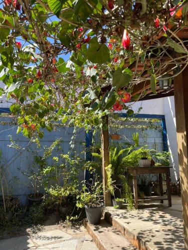 a tree with red berries on it in a garden at Pouso do Rio in Pirenópolis