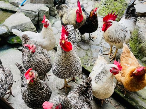 別荘の敷地内または近くにいる動物