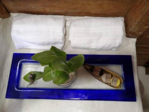 a plant in a glass vase on a blue tray at El Regalo El Cuyo in El Cuyo