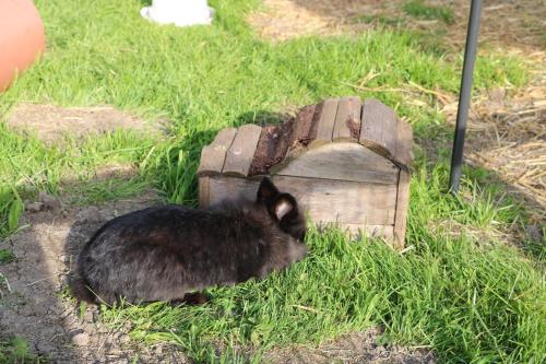 a black rabbit sitting in the grass next to a wooden house at Ferienbauernhof Moosbrugger in Schoppernau