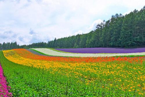 a field of colorful flowers in a field at DOWNTOWN　TOKO11 in Asahikawa