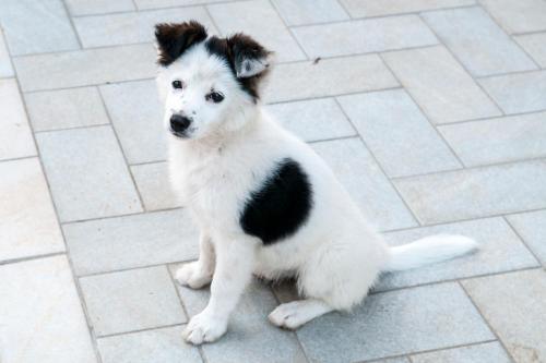 a black and white dog sitting on a tile floor at B&B Casazze Dream in Marcaria