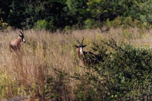 two antelopes in a field of tall grass at Thaba Eco Hotel in Johannesburg