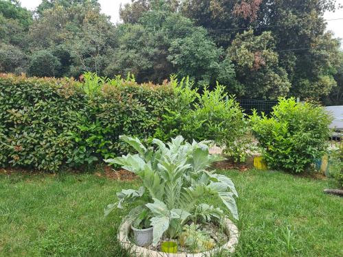 a garden with a plant in a basket in the grass at Apartments Šeherzada in Pula