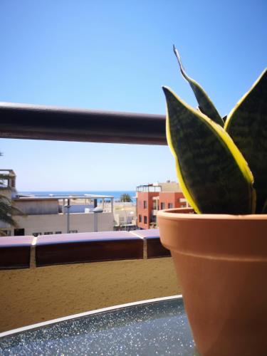 a plant in a pot sitting on a window sill at Casa Árida, Morro Jable in Morro del Jable