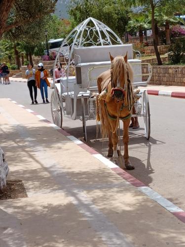 a horse pulling a white carriage down a street at Dar rachid ouzoud in Azilal