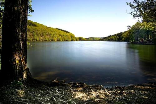 a tree sitting next to a large body of water at Eversberg nahe Meschede in Meschede