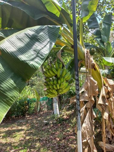 a bunch of bananas hanging from a banana tree at Donde Familia Manito in Paquera