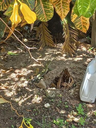 a lizard laying on the ground next to a plant at Donde Familia Manito in Paquera