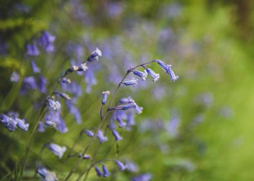 a bunch of purple flowers in a field at Steading Cottage - 50m from the beach in Port Appin
