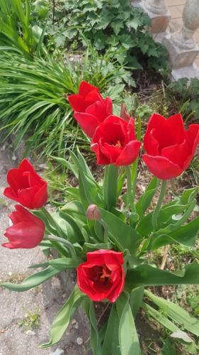 a group of red flowers in a garden at GRAZZANO ANTICA STAZIONE in Grazzano Visconti