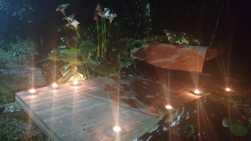 a vase with a plant on a table with lights at Quintinha do Periqueiro in Castelo do Neiva