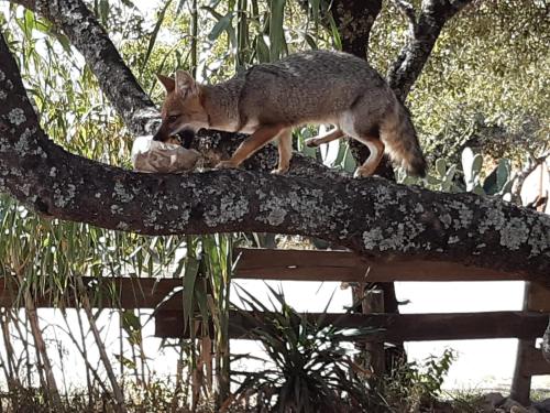 a coyote walking on top of a tree branch at Alto de Balcón in Tanti