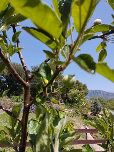 a tree with green fruit in front of a fence at ΕΚΑLI ROOMS APARTMENTS in Kalentzi