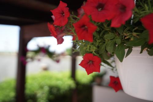 a white vase with red flowers in it at Salento Terra Maris in Cocumola