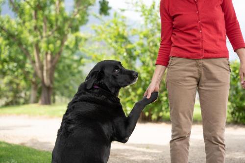 Animal ou animaux domestique(s) séjournant avec des clients dans l'établissement Tribus Lorenz - Wiesgut