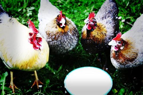 a group of chickens standing in the grass at Gula Vagnen på en äng i lantlig miljö in Hörby