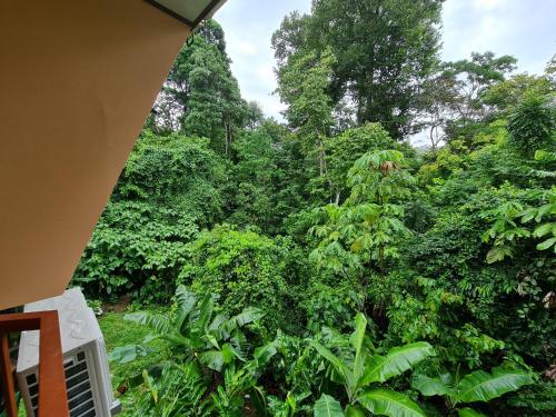 a view of a forest of trees and plants at Ceiba lodge in Drake