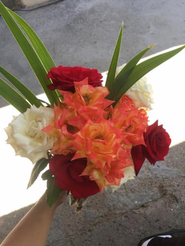a hand holding a bouquet of red and white flowers at RAHAT Guest House & Hostel in Toktogul in Toktogul