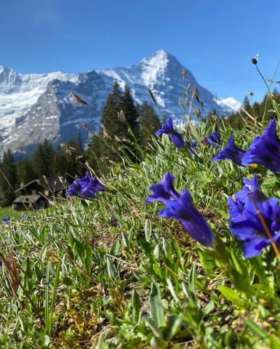 アパートメントから撮影された、または一般的な山の景色