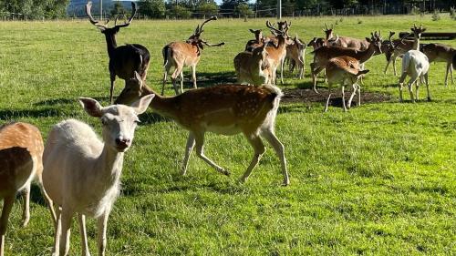 a herd of deer standing in a field of grass at Farma František in Stachy