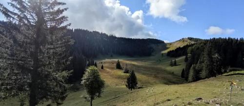 a green field with trees on a hill at Cahute de montagne pour profiter du Haut Jura in Prémanon