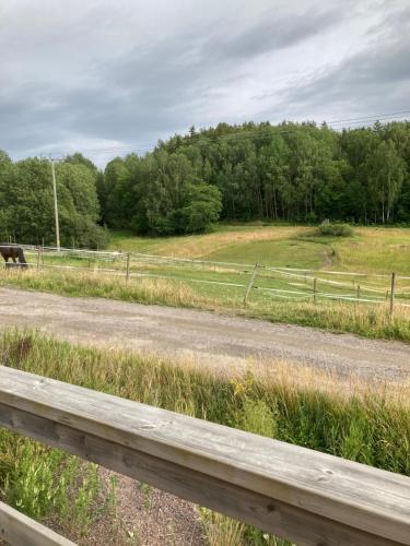un cheval marchant sur une route à côté d'une clôture dans l'établissement Asplunda Gård, Kolmården stuga nr 2, à Kolmården