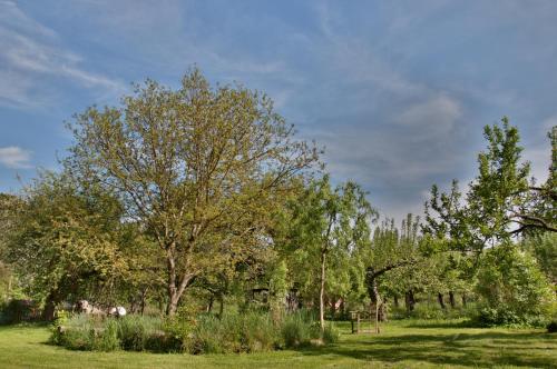a group of trees in a field with grass at Na samotě U Včelína in Lančov