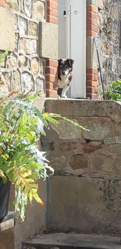 a cat sitting on the steps of a door at Maison de la Comtesse in Cosne-dʼAllier