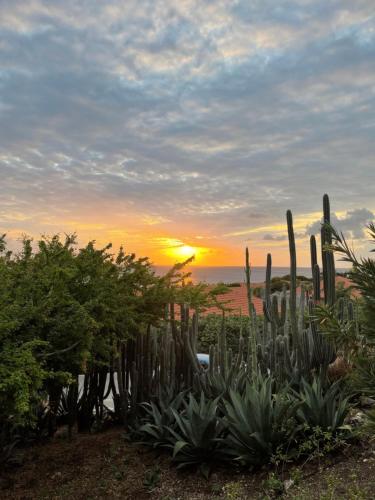 a sunset with a group of cacti and plants at Luxe zeezicht appartement Bayside, Jan Thiel Boca Gentil in Willemstad