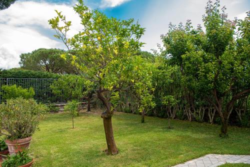 a tree in a yard with green grass at Magnificent Villa Sanremo in Sanremo