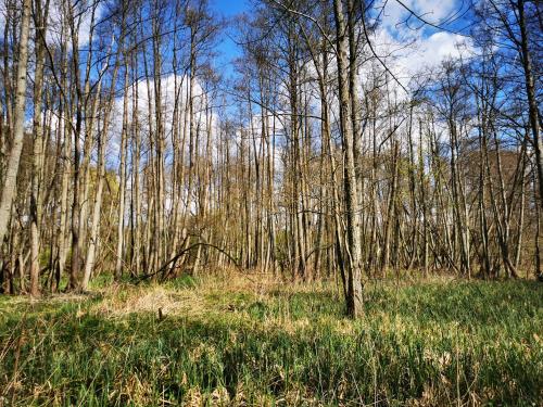 un groupe d'arbres dans un champ avec de l'herbe dans l'établissement Bürgerhaus auf dem Hasenberg, à Gützkow