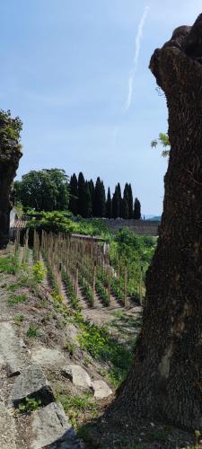 a tree standing next to a field of vines at Villa Allegra in Vižinada
