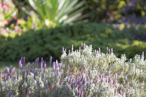 a bunch of purple flowers in a garden at 86 on Jubilee in Oudtshoorn