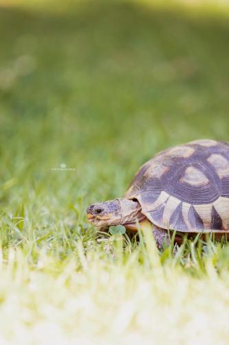a small turtle walking through the grass at Khashamongo B & B in Somerset West