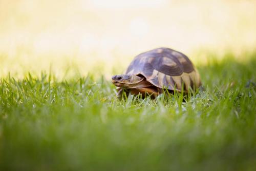 a small turtle walking through the grass at Khashamongo B & B in Somerset West