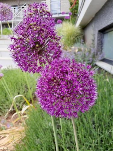 a bunch of purple flowers in a garden at Ferienwohnung Am Eifelsteig, Golbach in Kall