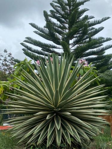 a large green plant with a palm tree in the background at Love Guadeloupe in Sainte-Anne