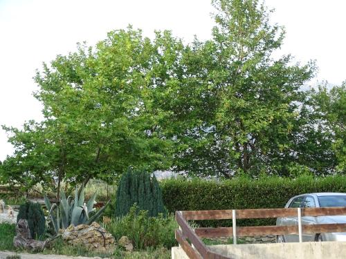 a garden with cactuses and trees in a park at MELENIOS HOUSES in Samothráki