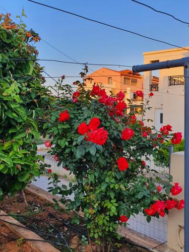 Une bande de roses rouges poussant sur une clôture dans l'établissement Chania Casa Portokali, à Perivólia