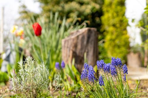 a garden with purple and red flowers and purple plants at Apartment Villa Ema in Krapinske Toplice