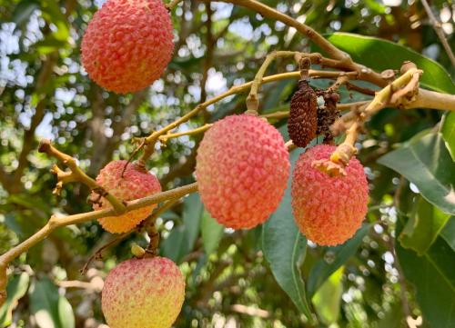 a group of fruit on a tree branch at La Maison - Chiangmai in Mae Taeng