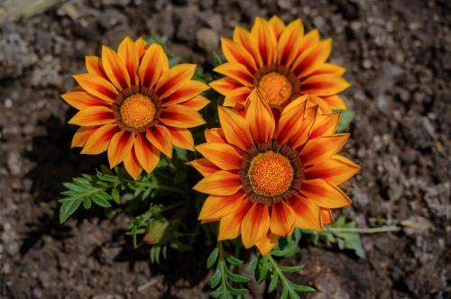 three orange flowers are sitting on the ground at Parkside Vila in Odorheiu Secuiesc
