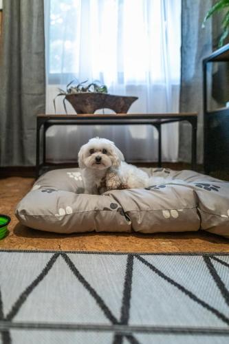 a dog sitting on a pillow on a bed at 4 Évszak Völgyhotel in Mátrafüred