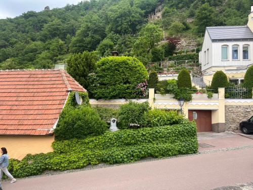 a woman walking past a house with a dog on a hedge at Winzerhof - Gästehaus Stöger in Dürnstein