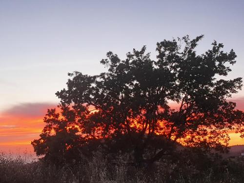 a tree on a hill with a sunset in the background at Agriturismo Le Terre di Veneré in Acciaroli