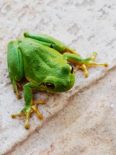 a green frog sitting on a floor at La Corte degli Ulivi - Albergo Rurale in Tresnuraghes