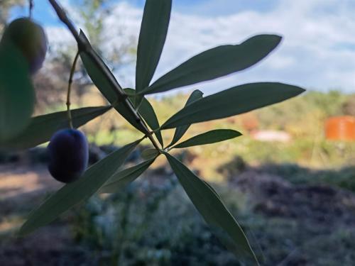 a close up of a plant with green leaves at La Corte degli Ulivi - Albergo Rurale in Tresnuraghes