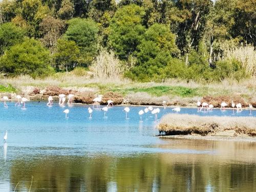 a flock of flamingos standing in the water at La Corte degli Ulivi - Albergo Rurale in Tresnuraghes